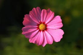 Zinnia - Fleur des champs